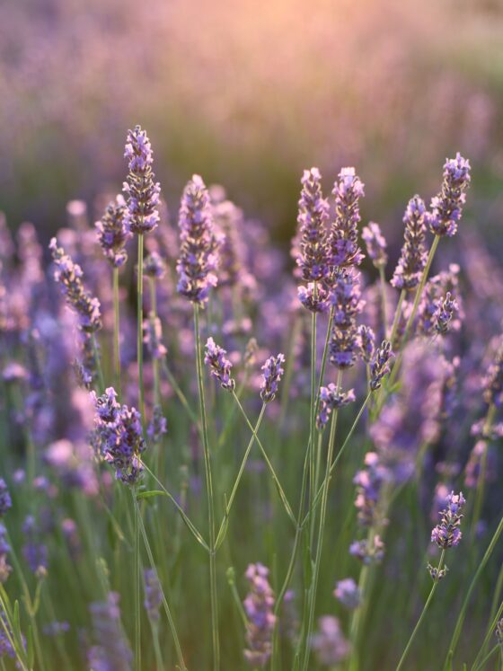 Lavendel